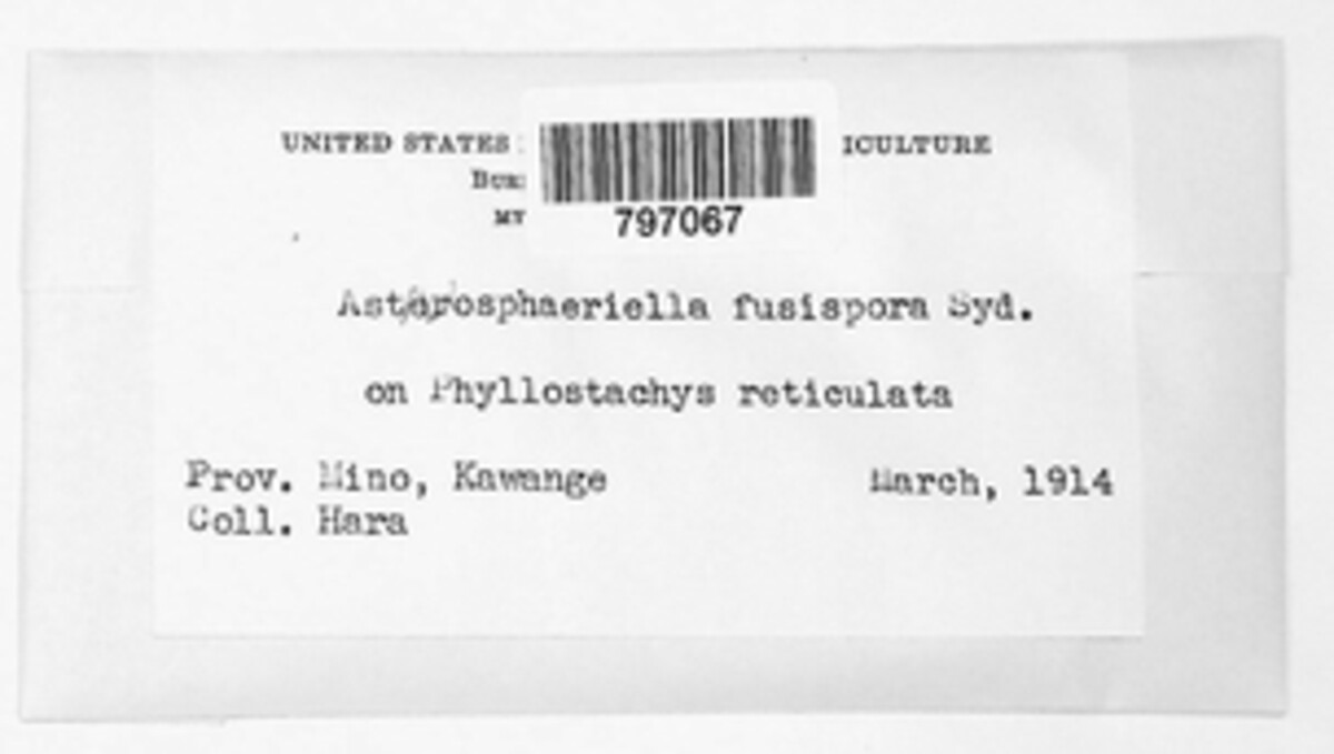 Astrosphaeriella image